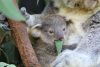 The Australian Reptile Park baby koala called tippi eating leaf