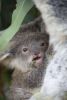 The Australian Reptile Park baby koala called tippi eating leaf