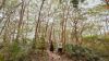 bushwalk in nature by james vodicka 
