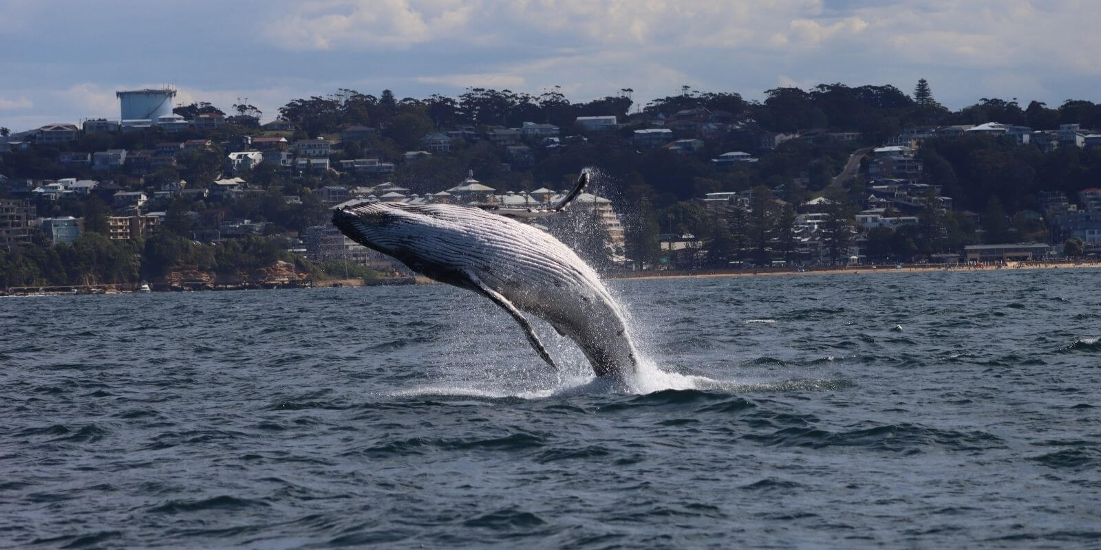 whale jumping from ocean