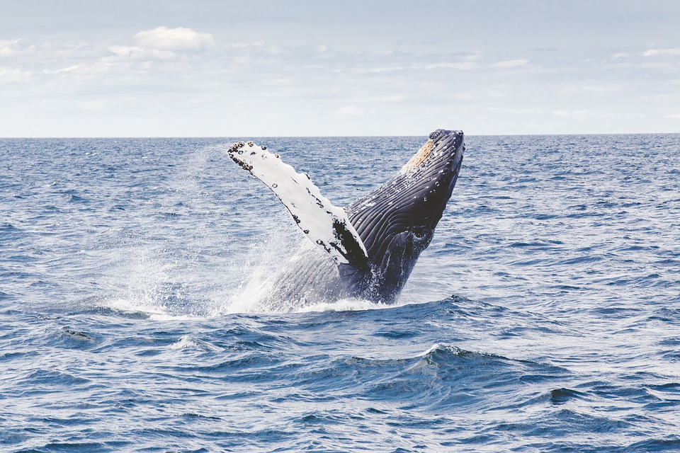 whale jumping from ocean